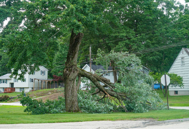 Why Choose Our Tree Removal Services in Cold Spring, KY?