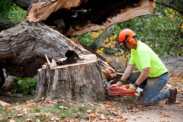 Cold Spring, KY  Tree Services Company