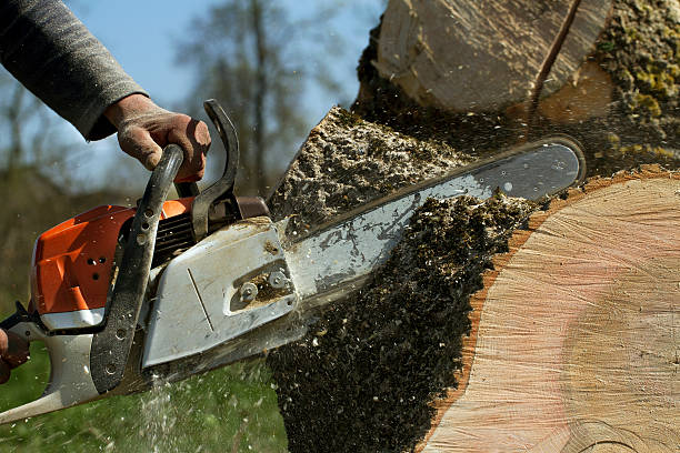 Best Root Management and Removal  in Cold Spring, KY